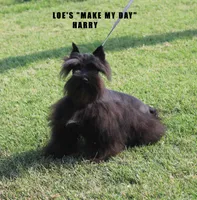 Miss Paislee, a female Miniature Schnauzer for sale in Beloit, KS – 4 of 5