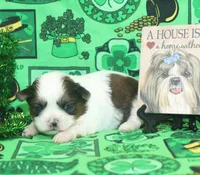 Mr. Roger, a male Shih Tzu for sale in Beloit, KS – Photo 2 of 5