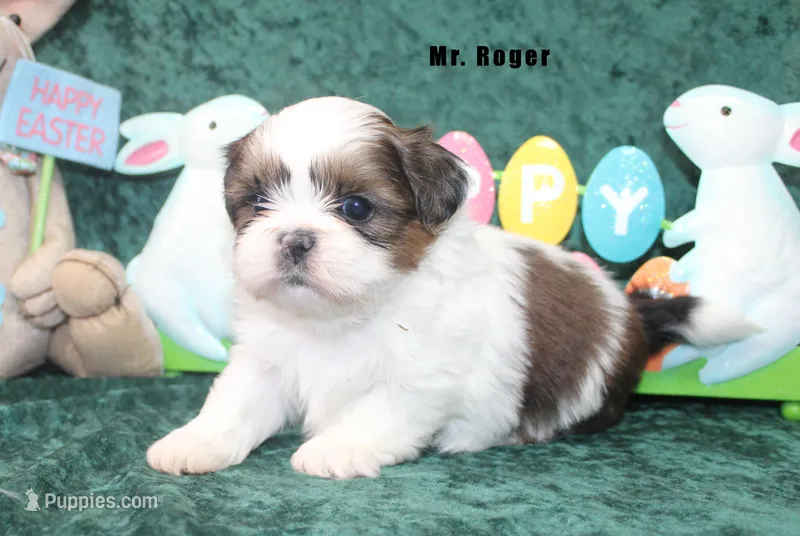 Mr. Roger – Shih Tzu puppy for sale in Beloit, KS