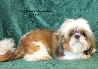 Mr. Roger, a male Shih Tzu for sale in Beloit, KS – Photo 5 of 5