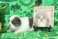 Mr. Roger, a male Shih Tzu for sale in Beloit, KS – Photo 3 of 5