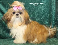 Mr. Roger, a male Shih Tzu for sale in Beloit, KS – Photo 4 of 5