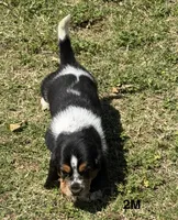 AKC Poppy 2M, a male Basset Hound for sale in Skiatook, OK – 2 of 7