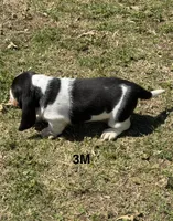 AKC Poppy 3M, a male Basset Hound for sale in Skiatook, OK – 2 of 8