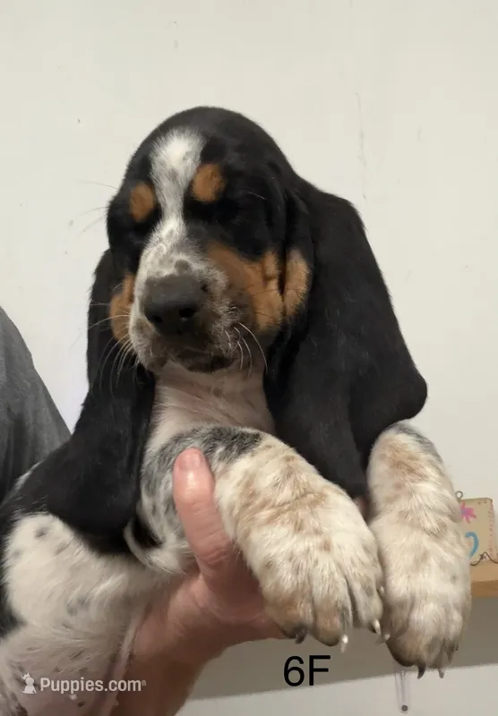 AKC Freckles 6F – Basset Hound puppy for sale in Skiatook, OK