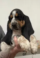 AKC Freckles 6F, a female Basset Hound for sale in Skiatook, OK – 1 of 4