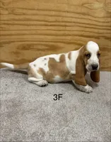 AKC Freckles 3F, a female Basset Hound for sale in Skiatook, OK – 4 of 4