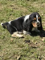 AKC Poppy 2M, a male Basset Hound for sale in Skiatook, OK – 6 of 7