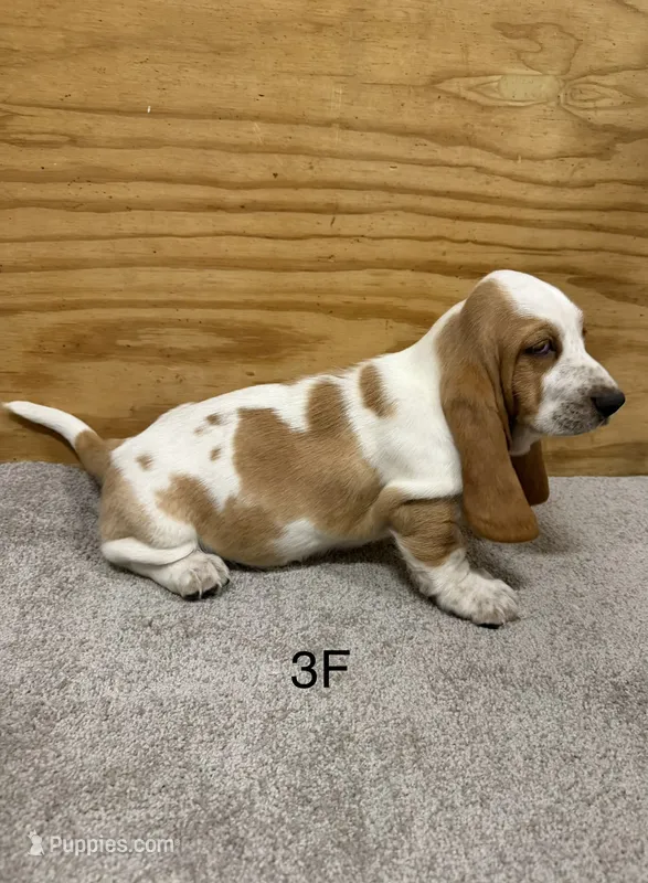 AKC Freckles 3F – Basset Hound puppy for sale in Skiatook, OK