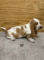 AKC Freckles 3F, a female Basset Hound for sale in Skiatook, OK – 1 of 4