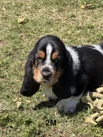 AKC Poppy 2M, a male Basset Hound for sale in Skiatook, OK – 4 of 7