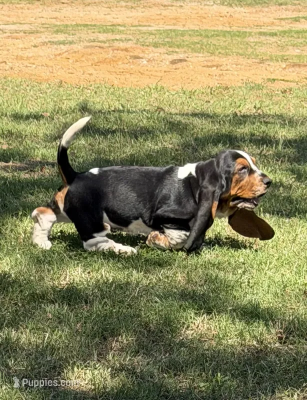 AKC Poppy 2M – Basset Hound puppy for sale in Skiatook, OK