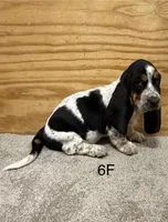 AKC Freckles 6F, a female Basset Hound for sale in Skiatook, OK – 2 of 4