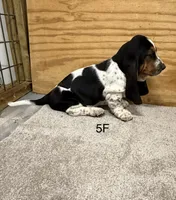 AKC Freckles 5F, a female Basset Hound for sale in Skiatook, OK – 4 of 6