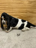 AKC Freckles 5F, a female Basset Hound for sale in Skiatook, OK – 3 of 6