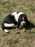 AKC Poppy 3M, a male Basset Hound for sale in Skiatook, OK – 6 of 8