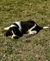 AKC Poppy 3M, a male Basset Hound for sale in Skiatook, OK – 4 of 8