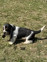 AKC Poppy 3M, a male Basset Hound for sale in Skiatook, OK – 5 of 8