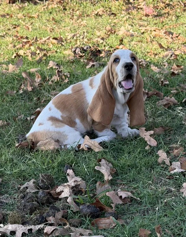 AKC Freckles 3F – Basset Hound puppy for sale in Skiatook, OK