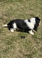 AKC Poppy 3M, a male Basset Hound for sale in Skiatook, OK – 3 of 8