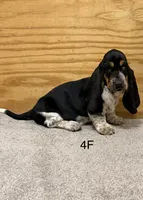 AKC Freckles 4F, a female Basset Hound for sale in Skiatook, OK – 1 of 4