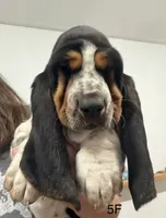 AKC Freckles 5F, a female Basset Hound for sale in Skiatook, OK – 2 of 6