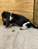 AKC Freckles 4F, a female Basset Hound for sale in Skiatook, OK – 3 of 4