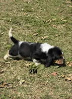 AKC Poppy 2M, a male Basset Hound for sale in Skiatook, OK – 7 of 7