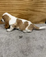 AKC Freckles 3F, a female Basset Hound for sale in Skiatook, OK – 2 of 4