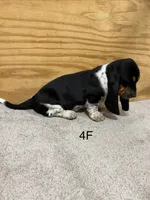 AKC Freckles 4F, a female Basset Hound for sale in Skiatook, OK – 4 of 4