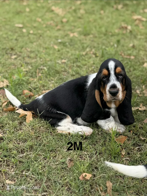AKC Poppy 2M – Basset Hound puppy for sale in Skiatook, OK