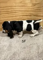 AKC Freckles 5F, a female Basset Hound for sale in Skiatook, OK – 6 of 6
