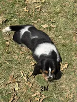 AKC Poppy 2M, a male Basset Hound for sale in Skiatook, OK – 3 of 7