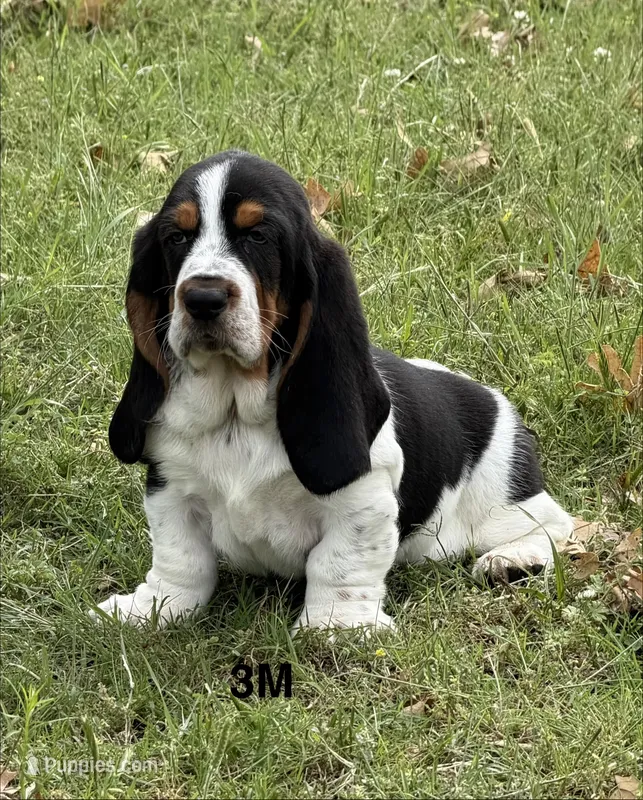 AKC Poppy 3M – Basset Hound puppy for sale in Skiatook, OK