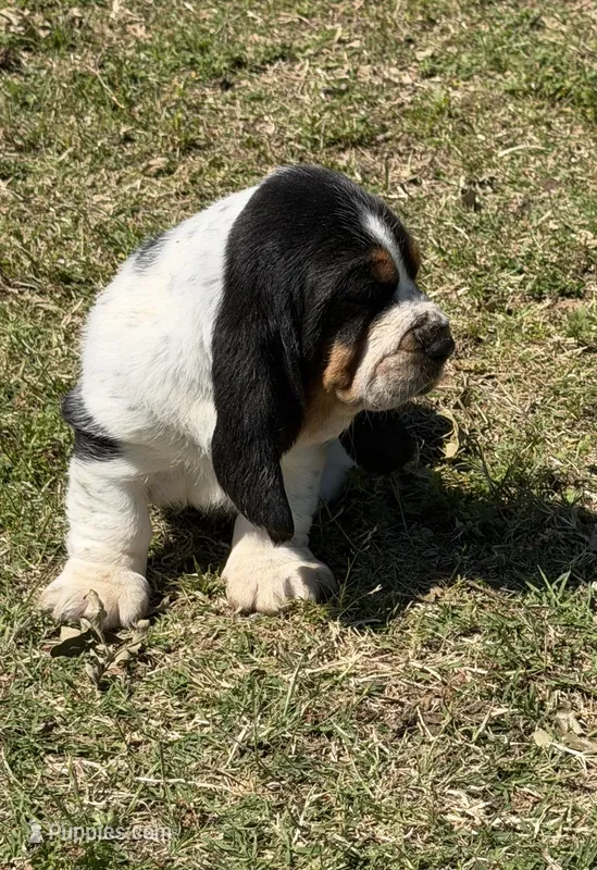 AKC Poppy 3M – Basset Hound puppy for sale in Skiatook, OK