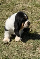 AKC Poppy 3M, a male Basset Hound for sale in Skiatook, OK – 1 of 8