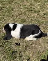 AKC Poppy 3M, a male Basset Hound for sale in Skiatook, OK – 7 of 8
