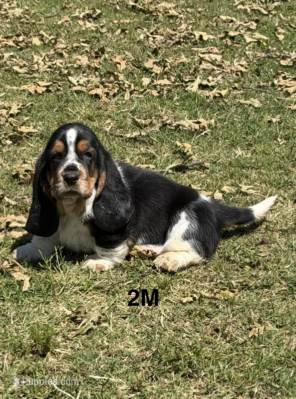 AKC Poppy 2M – Basset Hound puppy for sale in Skiatook, OK