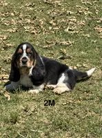 AKC Poppy 2M, a male Basset Hound for sale in Skiatook, OK – 1 of 7