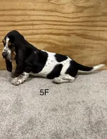 AKC Freckles 5F, a female Basset Hound for sale in Skiatook, OK – 5 of 6