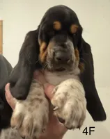 AKC Freckles 4F, a female Basset Hound for sale in Skiatook, OK – 2 of 4