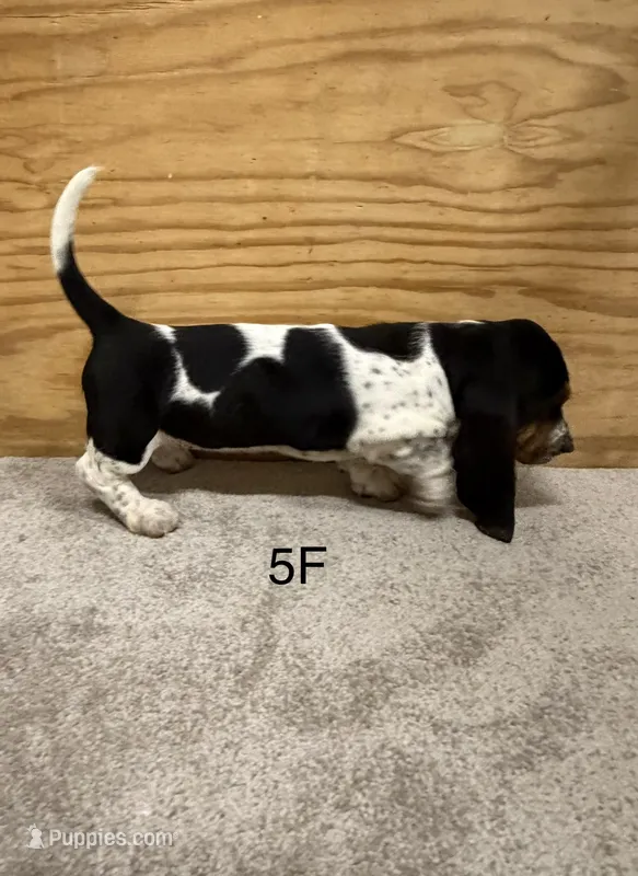 AKC Freckles 5F – Basset Hound puppy for sale in Skiatook, OK