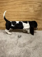 AKC Freckles 5F, a female Basset Hound for sale in Skiatook, OK – 1 of 6