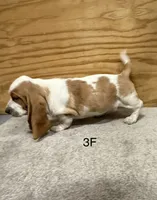 AKC Freckles 3F, a female Basset Hound for sale in Skiatook, OK – 3 of 4
