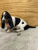 AKC Freckles 6F, a female Basset Hound for sale in Skiatook, OK – 3 of 4
