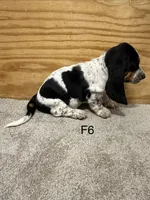 AKC Freckles 6F, a female Basset Hound for sale in Skiatook, OK – 4 of 4