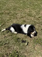 AKC Poppy 3M, a male Basset Hound for sale in Skiatook, OK – 8 of 8
