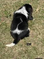 AKC Poppy 2M, a male Basset Hound for sale in Skiatook, OK – 5 of 7