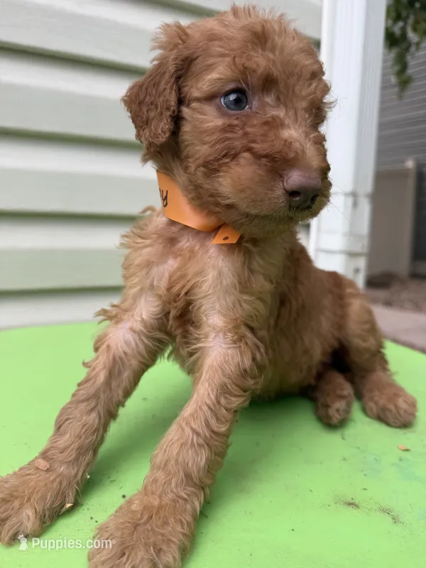 Red – Goldendoodle puppy for sale in Johnstown, CO