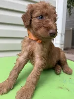 Red, a male Goldendoodle for sale in Johnstown, CO – 2 of 9